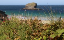 Hedgerow In Cornwall With Gull Rock, Portreath Beach In Background