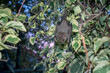 Bat, Chiroptera in a tree