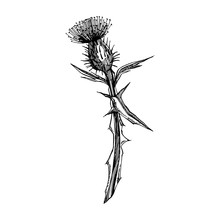 Thistle Or Daisy Flower. Botanical Illustration. Good For Cosmetics, Medicine, Treating, Aromatherapy, Nursing, Package Design, Field Bouquet. Hand Drawn Wild Hay Flowers