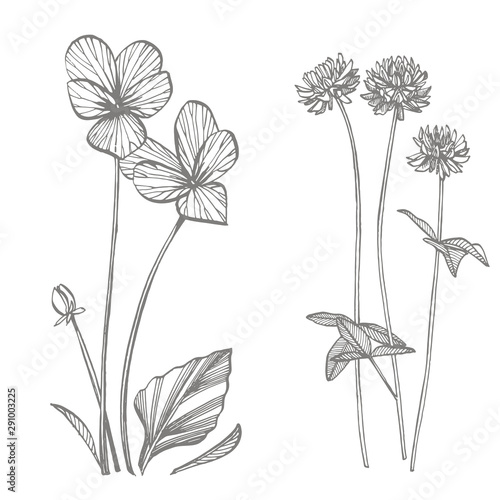 Pansy and Clover or daisy flower. Botanical illustration. Good for cosmetics,...