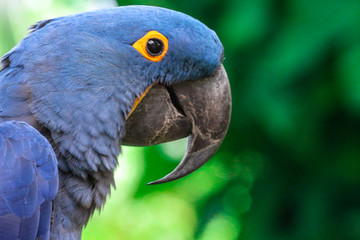 hyacinth macaw portrait 