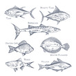 Set of isolated fish sketch for shop or store,menu
