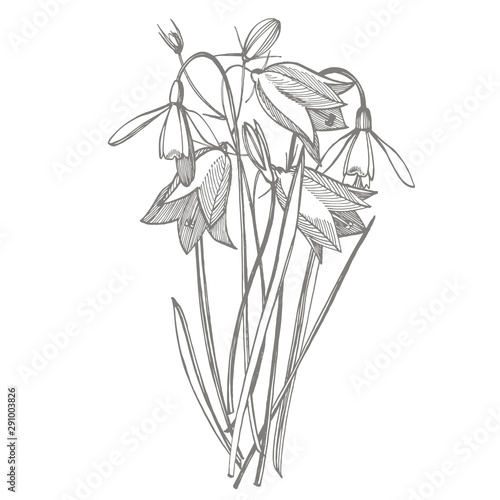 Bellflower blossoms, leaves and bouquets set. Natural summer, spring meadow p...