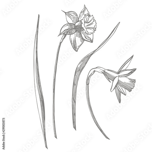 Daffodil or Narcissus flower drawings. Collection of hand drawn black and whi...
