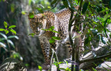 Fototapeta Zwierzęta - srilanka panter