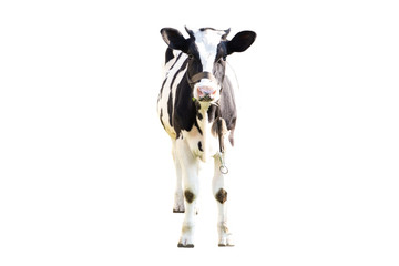 Wall Mural - black and white cow on a white background on a farm, farm animal, beautiful cow