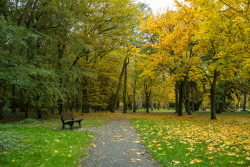 autumn park with trees and leaves  photo. Beautiful picture, bac