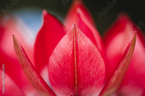 Dekoracja na wymiar  zamknij-sie-rozowe-tulipany