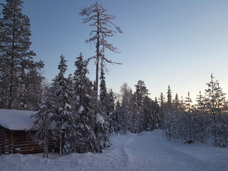 Wall Mural - Midnight sun in Lapland, Finland. Panoramic view of winter arctic snow covered trees and forest under the sunset lights. 