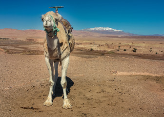 Dromedary in the desert