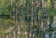Alligator In Water Out In The Big Cypress Preser