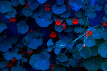 Neon, Blue Nasturtium Leaves. Abstract, Fantasy Background.