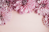 Flatlay of dahlia heads on a pink background