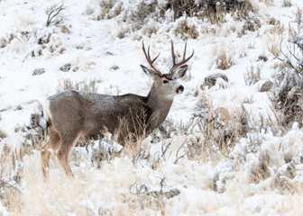 Wall Mural - Whitetail Deer Buck, Yellowstone National Park, Wyoming, USA