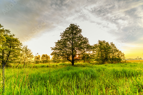 Cuadros en Lienzo Beautiful warm sunrise in spring with sunbeams through alder tree, Alnus glutino