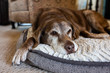 © Cavan - Old dog comfortable on dog bed