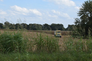 Canvas Print - Corn Harvest