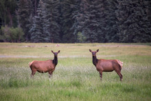 A Pair Of Female Elk Stare Look Out From A Field In Southwest Colorado