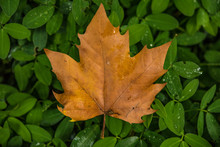 Maple Leaf Over Green Leafs