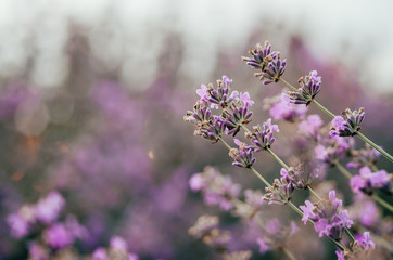 Wall Mural - lavender flowers close up