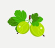 Fruits of gooseberry, garden plant, flat design. Vector illustration.