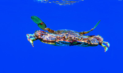 Wall Mural - The blue crab - (Callinectes sapidus)