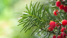 Yew, Ripe Red Berries On A Branch, Green Background.
