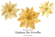 Poinsettia Gold Christmas Star