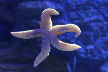 Sticker - Starfish in clear water. Inhabitants of the Earth.