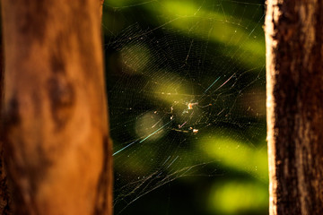 Spider web