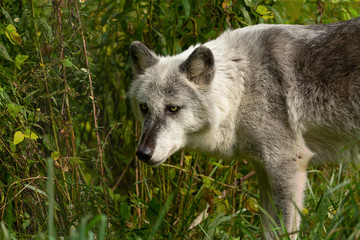 Sticker - The Timber Wolf (Canis lupus), also known as the gray wolf , natural scene from natural environment in north America.