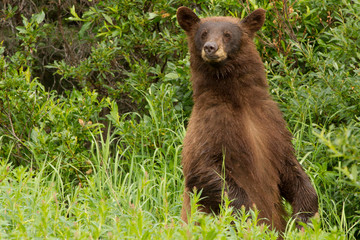 rare cinnamon black bear in north british columbia,
