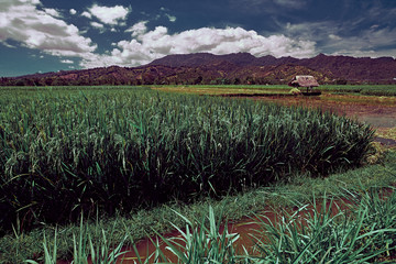 Wall Mural - rice field of farmer and sun in the daytime, in bali. rice field green grass blue sky cloud cloudy l
