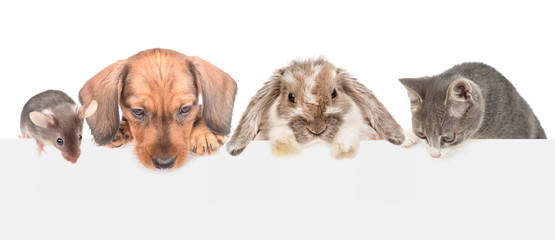 Poster - Group of pets  above empty white banner looking down. isolated on white background. Empty space for text