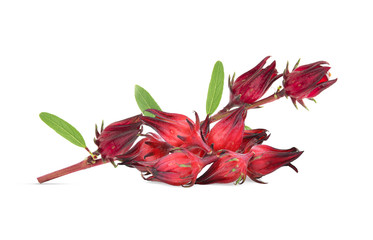 Wall Mural - fresh hibiscus sabdariffa or roselle isolated on white background