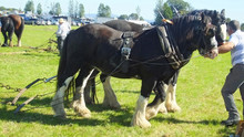 Horses Working The National Ploughing Championships Co Carlow Ireland On 19th September 2019