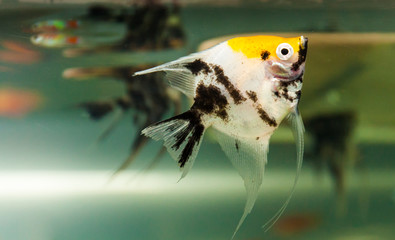 Wall Mural - Closeup of the side view of yellow and black colored angelfish swimming in an aquarium