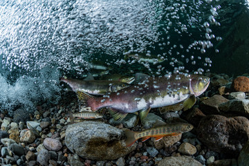 Wall Mural - School of Karafuto Trout