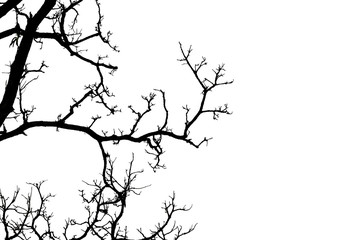 Wall Mural - silhouette of a leafless tree isolated on white background.