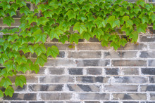 The Blue Brick Flies In The Green Boston Ivy Leaf On The Wall
