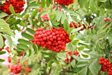 Fototapeta Boho - Bunches of ripe red-orange rowan berries. Autumn time.