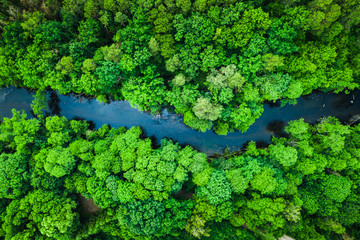 Green forest and river in Tuchola national park, aerial view