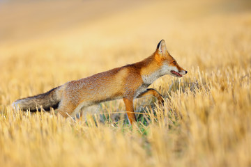 Canvas Print - Red fox (Vulpes vulpes) on freshly mown stubble.Young fox in orange environment and background.