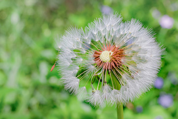 Diente de león