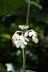 Leuser Orchid Calanthe leuseri