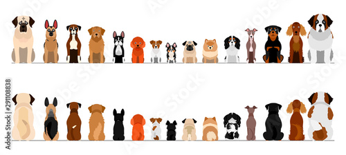 Photo small and large dogs border border set, full length, front and back