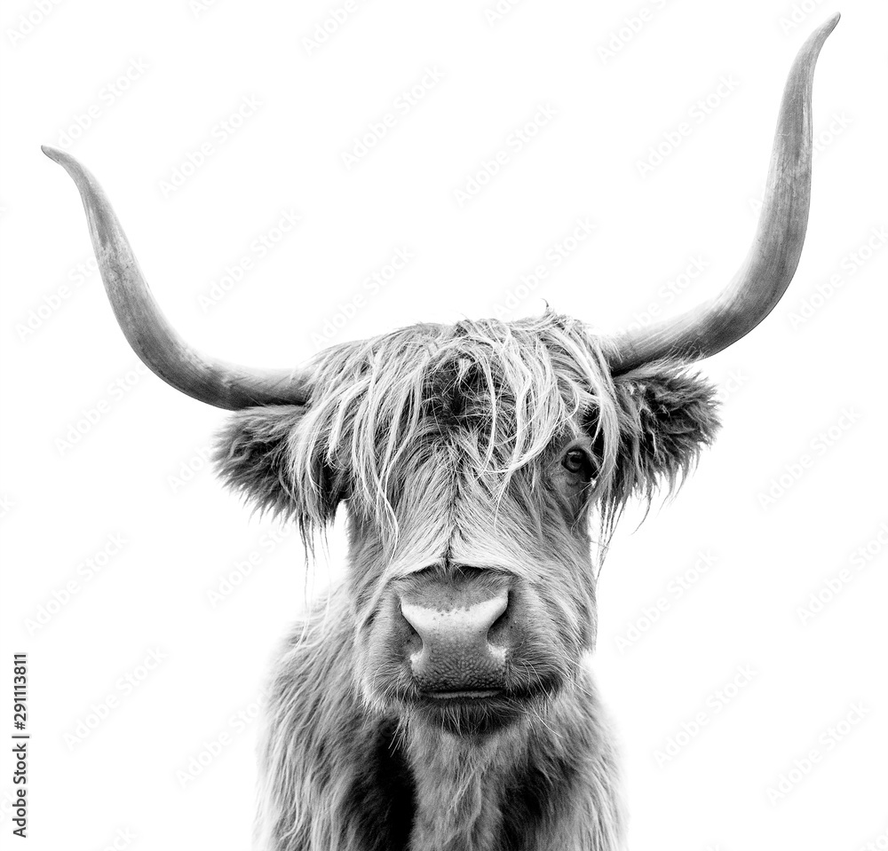A Highland cow in Scotland. - obrazy, fototapety, plakaty 