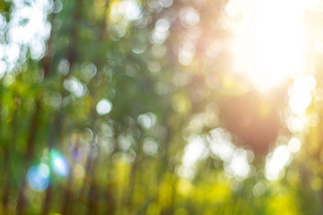 fresh green tree light blury bokeh texture