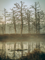  Misty trees in the swamp during sunrise
