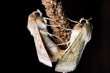 two moths (cotton bollworm) in reproduction on a plant during the night.